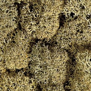 NOCH, 08600, Isländsk Mossa "Stengrå", 35g, Passar samtliga skalor.