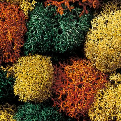 NOCH, 08620, Isländsk Mossa "Höstblandning", 75g, Passar samtliga skalor.