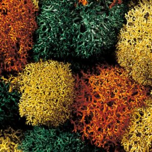 NOCH, 08630, Isländsk Mossa, "Höstmix", 35g, Passar samtliga skalor.