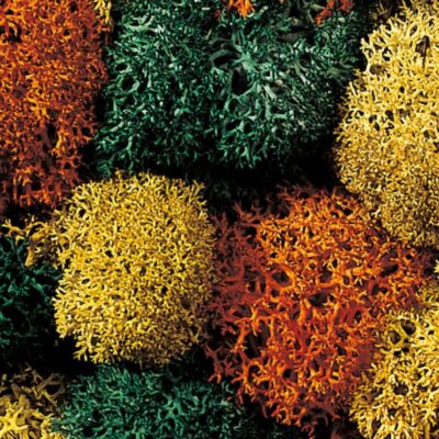 NOCH, 08630, Isländsk Mossa, "Höstmix", 35g, Passar samtliga skalor.